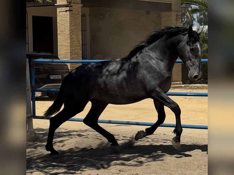 PRE Hengst 2 Jaar 170 cm Schimmel in Fuentes De Andalucia