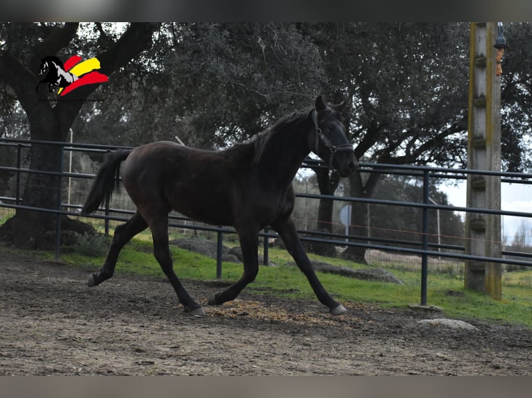 PRE Hengst 2 Jaar 170 cm Zwart in El Real De La Jara, Sevilla