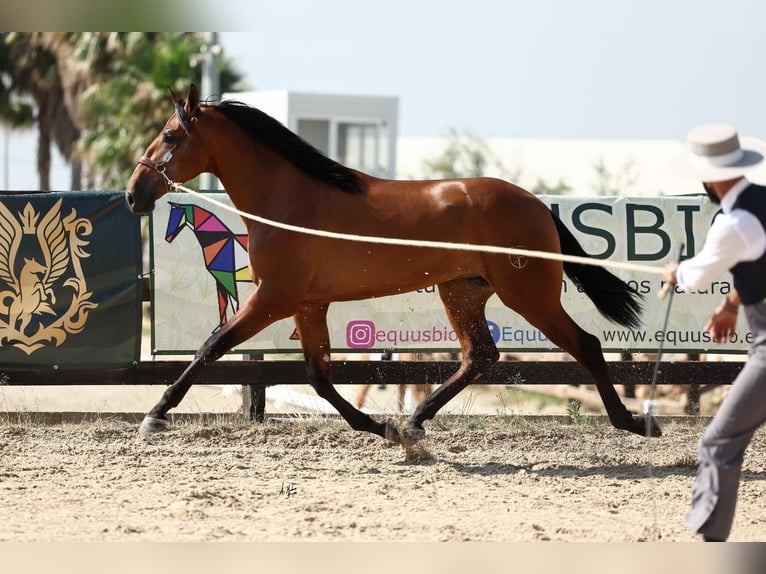 PRE Hengst 2 Jaar 172 cm Bruin in Santa Maria Del Cami (Isla De Mallorca)