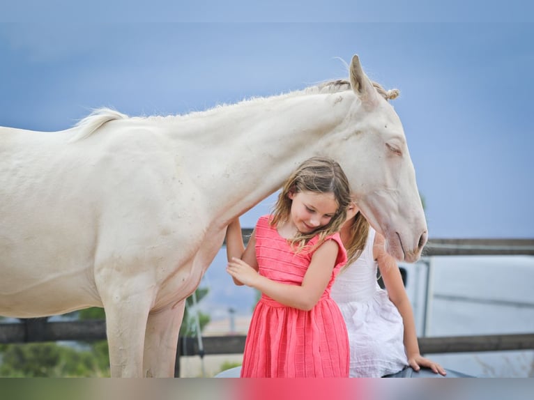 PRE Mix Hengst 2 Jaar 172 cm Perlino in Alcoi/Alcoy