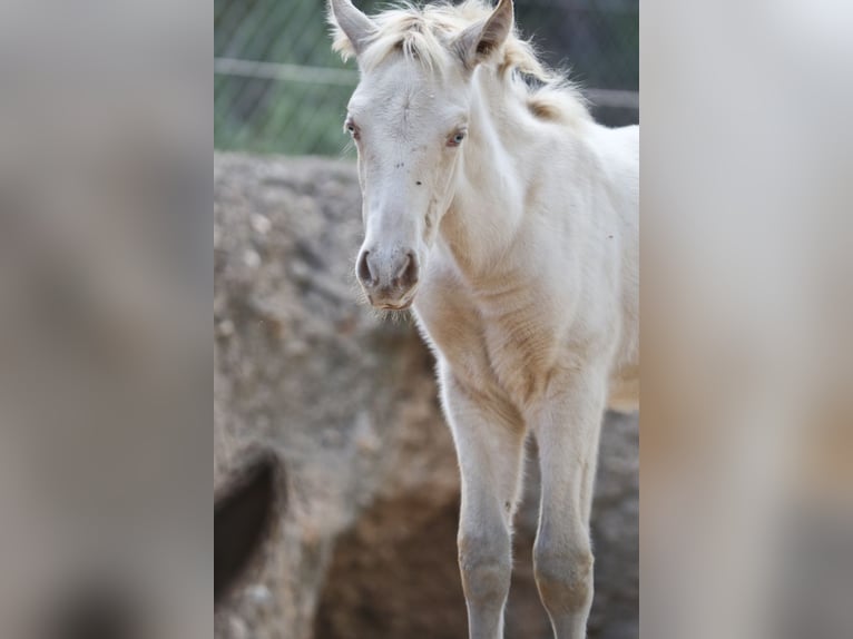 PRE Hengst 2 Jaar 173 cm Perlino in Alcoi/Alcoy