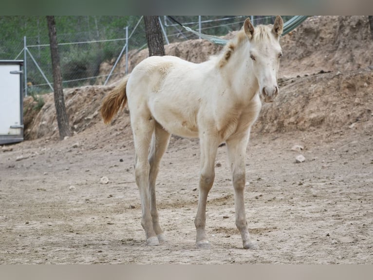 PRE Hengst 2 Jaar 173 cm Perlino in Alcoi/Alcoy