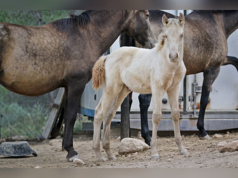 PRE Hengst 2 Jaar 173 cm Perlino in Alcoi/Alcoy