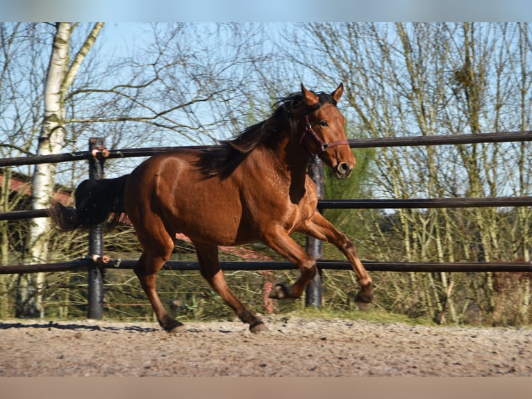 PRE Hengst 2 Jaar Bruin in Dochamps