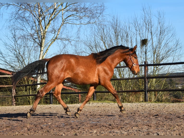 PRE Hengst 2 Jaar Bruin in Dochamps