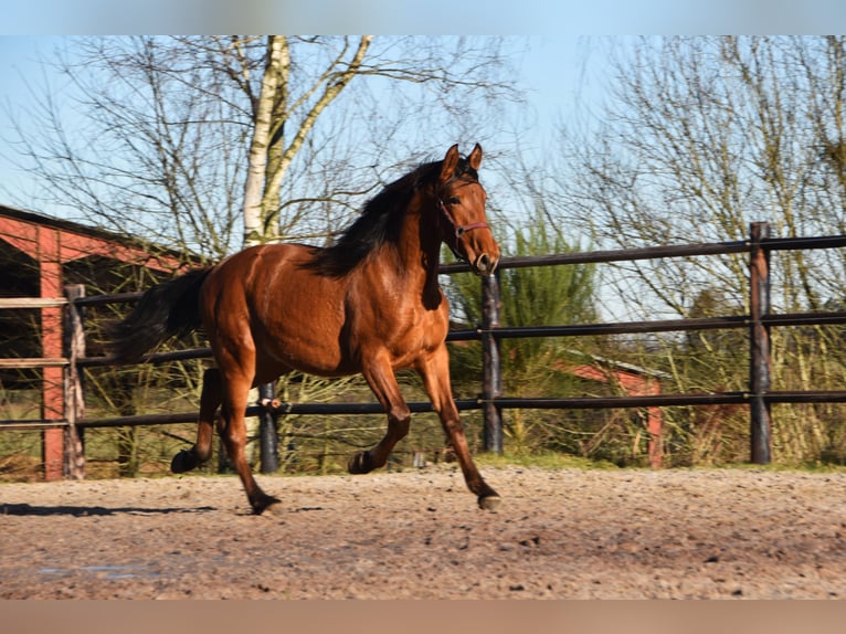 PRE Hengst 2 Jaar Bruin in Dochamps