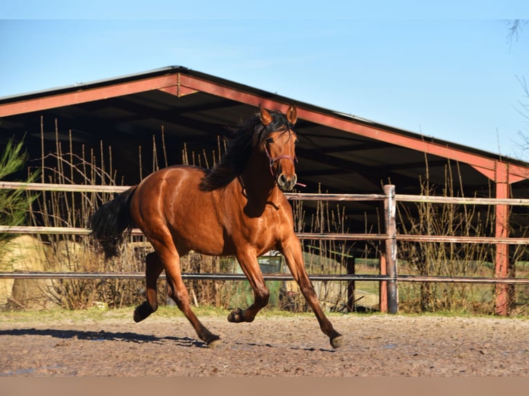 PRE Hengst 2 Jaar Bruin in Dochamps