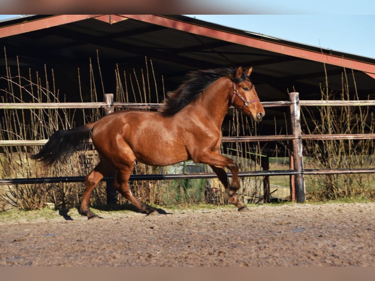 PRE Hengst 2 Jaar Bruin in Dochamps