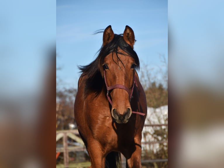 PRE Hengst 2 Jaar Bruin in Dochamps