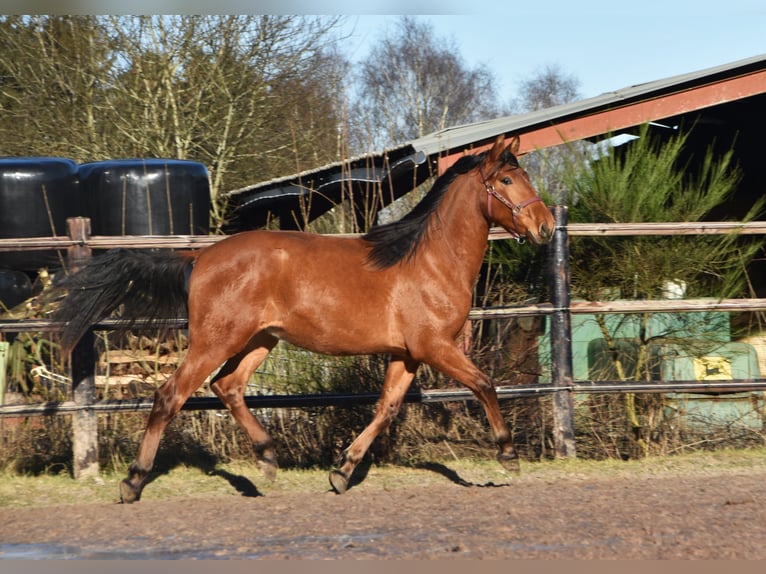 PRE Hengst 2 Jaar Bruin in Dochamps