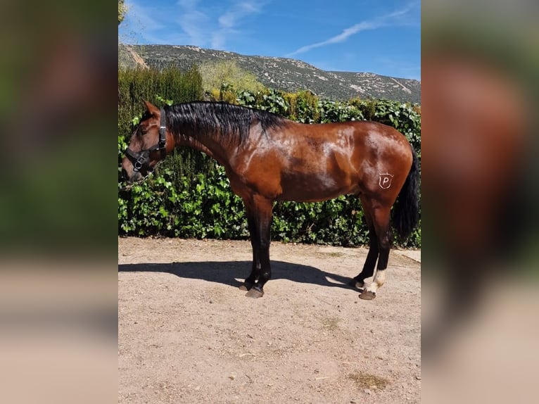 PRE Hengst 2 Jaar Bruin in Puertollano