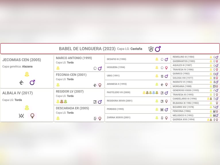 PRE Hengst 2 Jaar Bruin in Puertollano