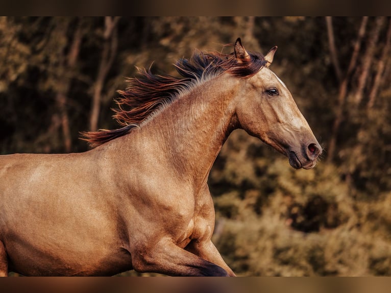 PRE Hengst 2 Jaar Buckskin in Klagenfurt,11.Bez.:St. Ruprecht