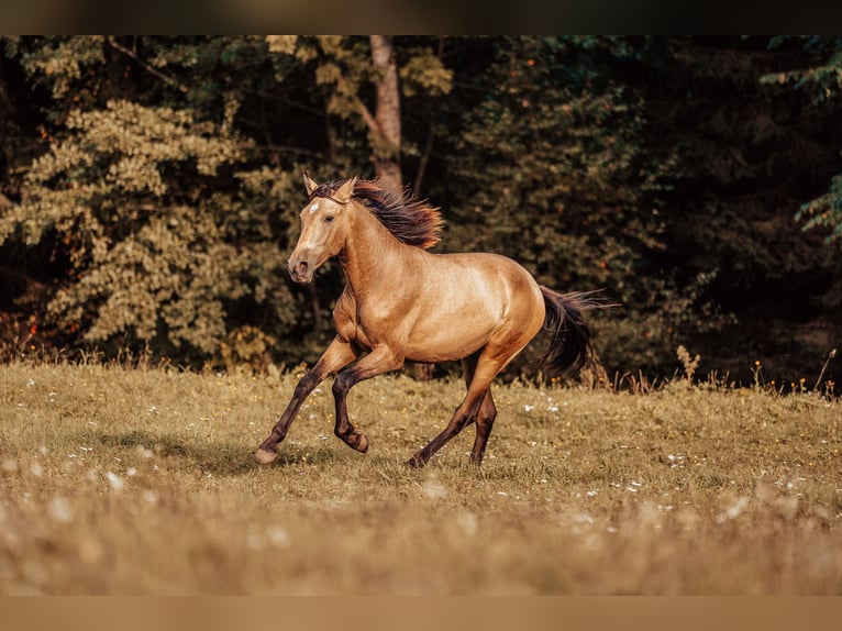 PRE Hengst 2 Jaar Buckskin in Klagenfurt,11.Bez.:St. Ruprecht