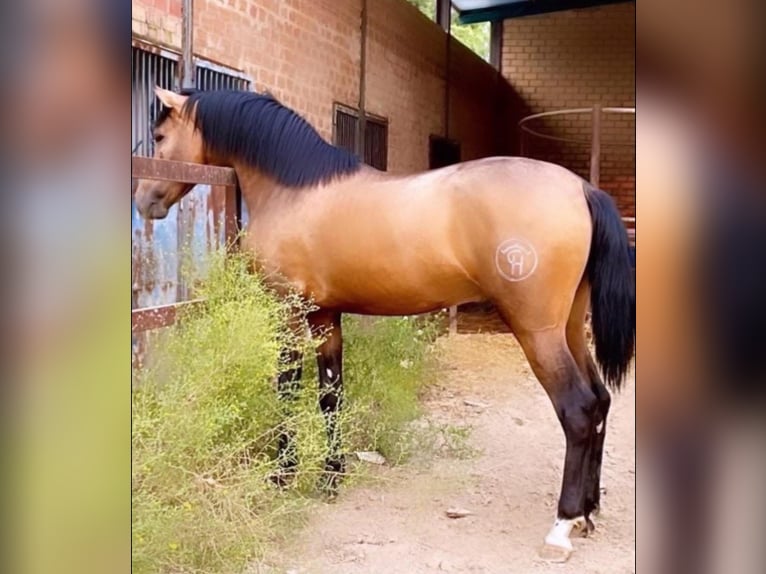 PRE Mix Hengst 2 Jaar Buckskin in Huelva