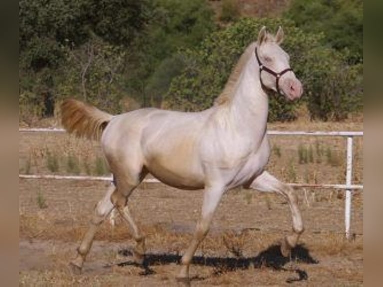 PRE Mix Hengst 2 Jaar Overo-alle-kleuren in Madrid