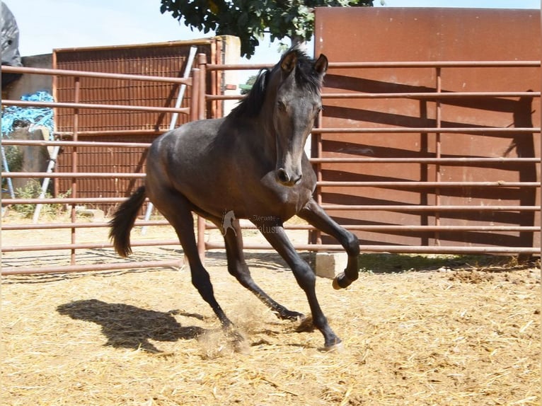 PRE Hengst 2 Jaar Schimmel in Provinz Granada