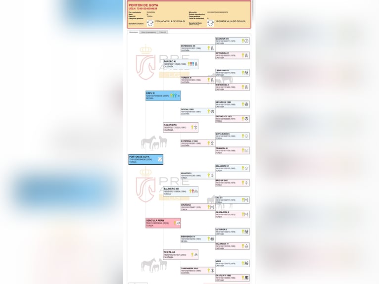 PRE Hengst 2 Jaar Schimmel in Fuendetodos