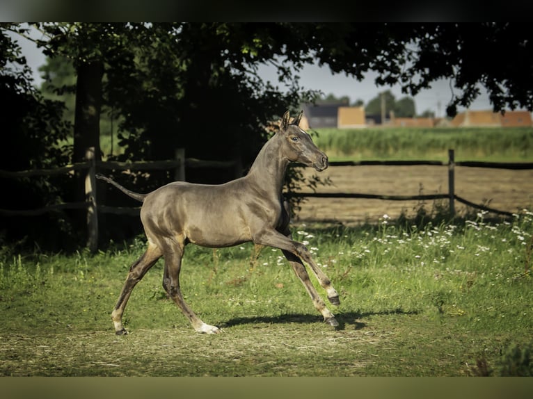PRE Mix Hengst 2 Jaar Zwart in Alveringem