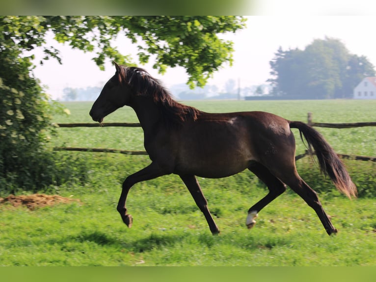 PRE Mix Hengst 2 Jaar Zwart in Alveringem