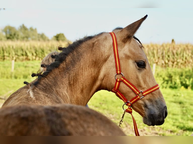 PRE Hengst 2 Jahre 138 cm Buckskin in HEUVELLAND