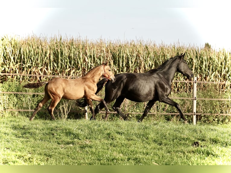 PRE Hengst 2 Jahre 138 cm Buckskin in HEUVELLAND