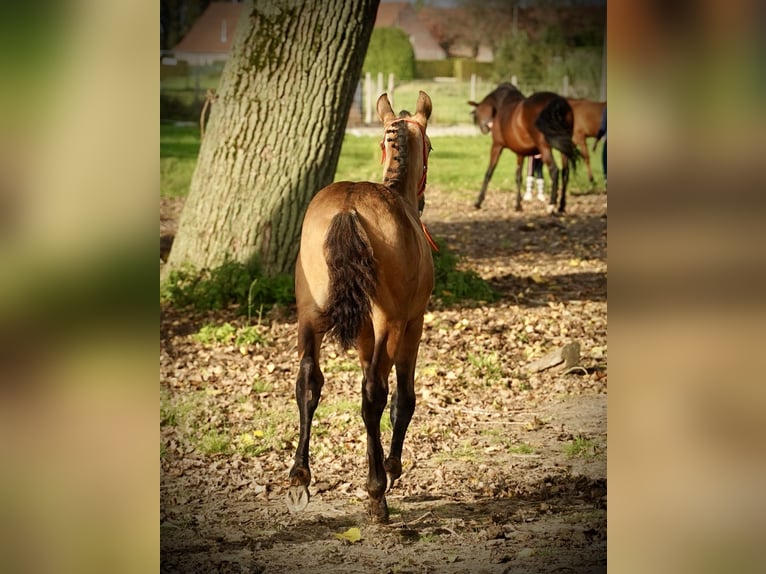 PRE Hengst 2 Jahre 138 cm Buckskin in HEUVELLAND