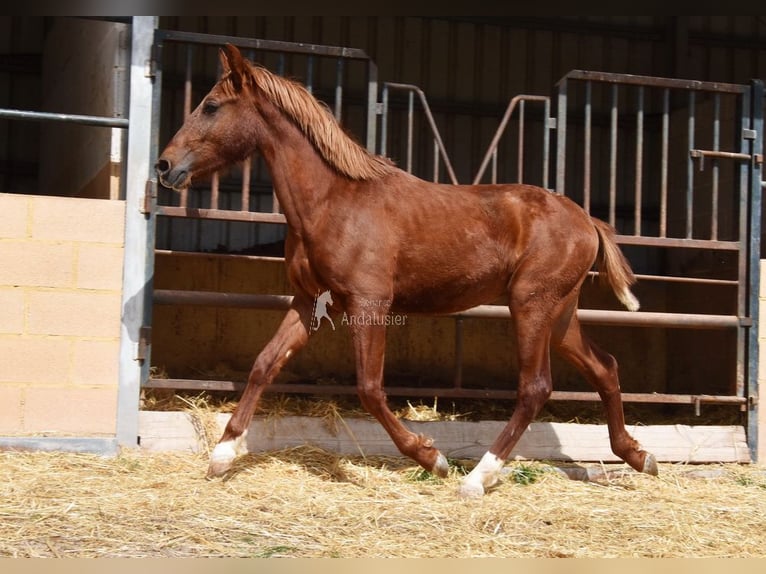 PRE Hengst 2 Jahre 144 cm Fuchs in Provinz Granada