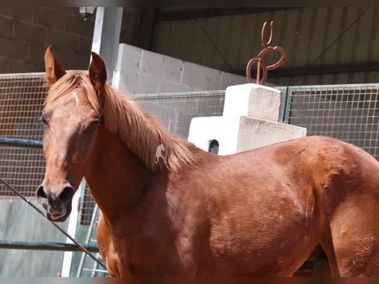 PRE Hengst 2 Jahre 144 cm Fuchs in Provinz Granada