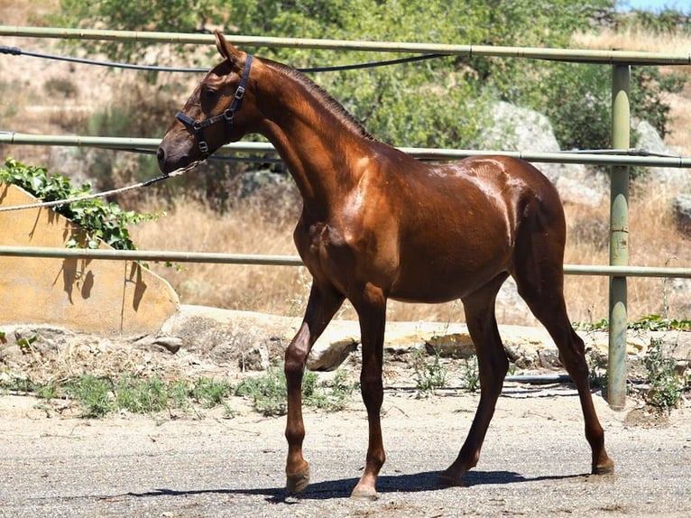 PRE Mix Hengst 2 Jahre 147 cm Fuchs in Navas Del Madroño