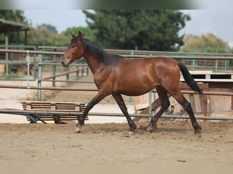 PRE Mix Hengst 2 Jahre 150 cm Brauner in Speyer