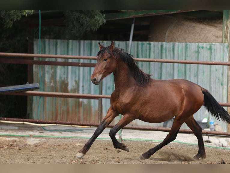PRE Mix Hengst 2 Jahre 150 cm Brauner in Speyer