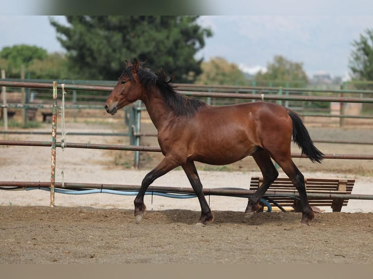 PRE Mix Hengst 2 Jahre 150 cm Brauner in Speyer