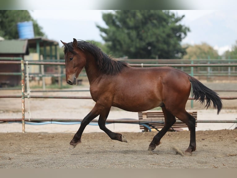 PRE Mix Hengst 2 Jahre 150 cm Brauner in Speyer
