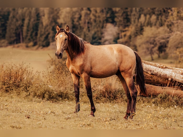 PRE Hengst 2 Jahre 151 cm Buckskin in Klagenfurt,11.Bez.:St. Ruprecht