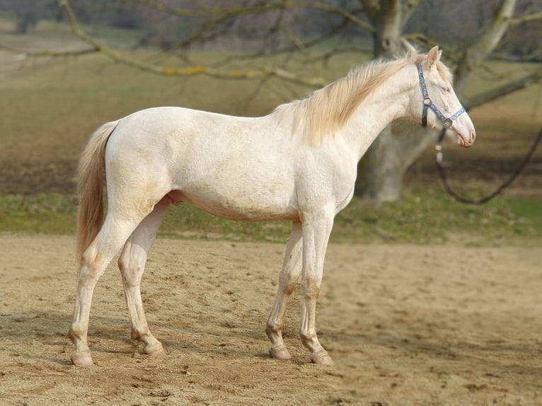 PRE Mix Hengst 2 Jahre 151 cm Perlino in Visz