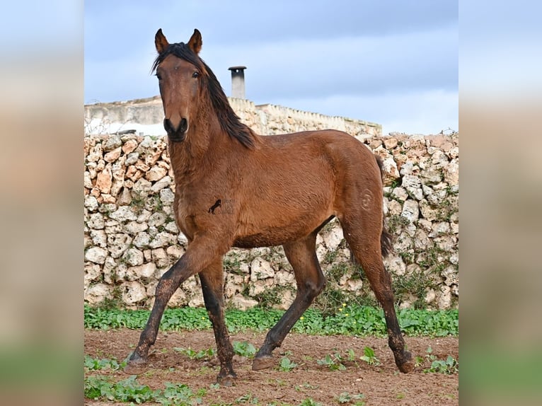 PRE Hengst 2 Jahre 152 cm Brauner in Menorca