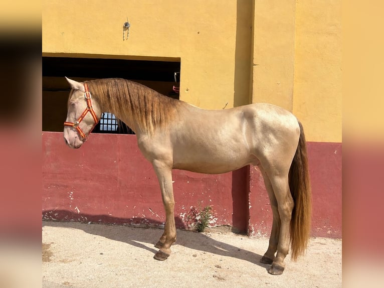 PRE Mix Hengst 2 Jahre 152 cm Pearl in Terrassa