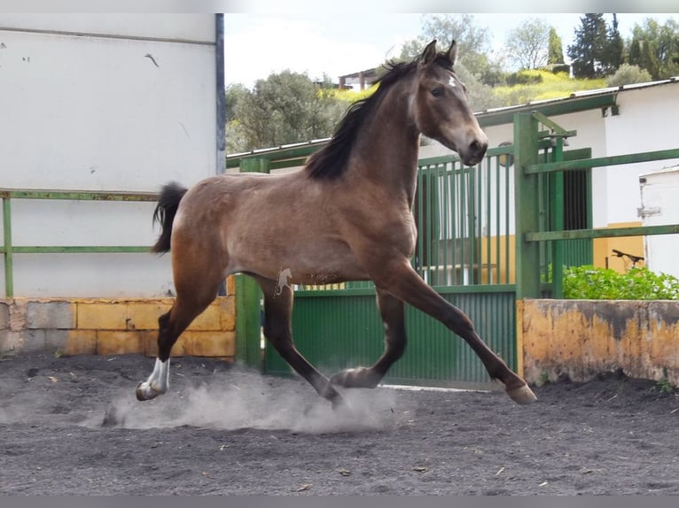 PRE Hengst 2 Jahre 153 cm Falbe in Provinz Granada