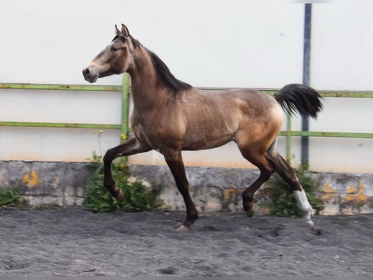 PRE Hengst 2 Jahre 153 cm Falbe in Provinz Granada