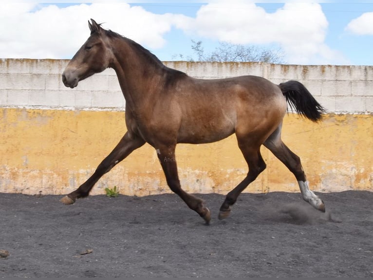 PRE Hengst 2 Jahre 153 cm Falbe in Provinz Granada