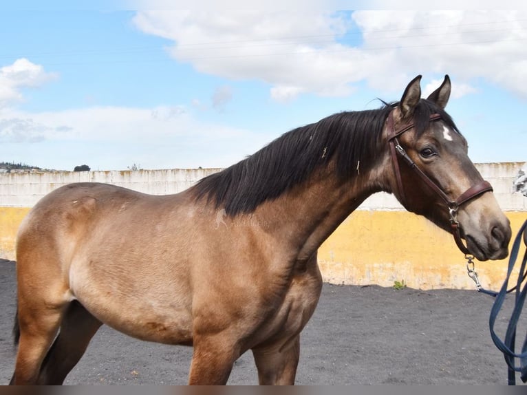PRE Hengst 2 Jahre 153 cm Falbe in Provinz Granada
