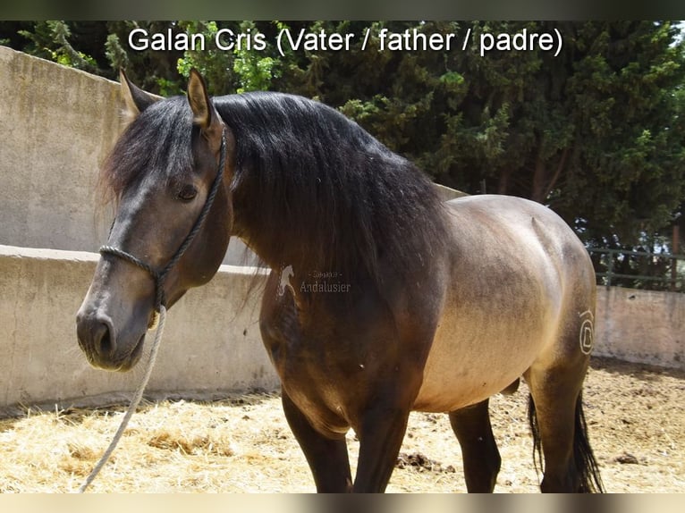 PRE Hengst 2 Jahre 153 cm Falbe in Provinz Granada