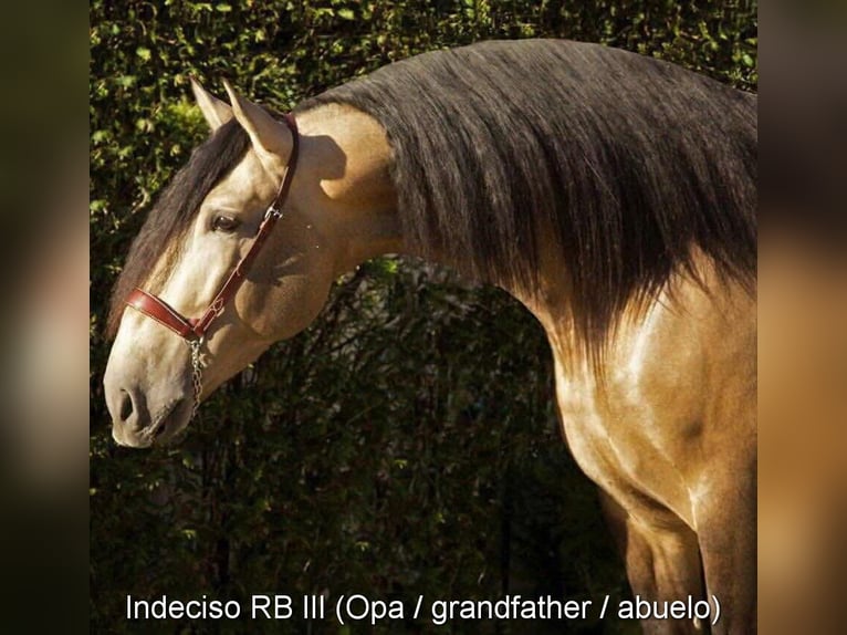 PRE Hengst 2 Jahre 153 cm Falbe in Provinz Granada