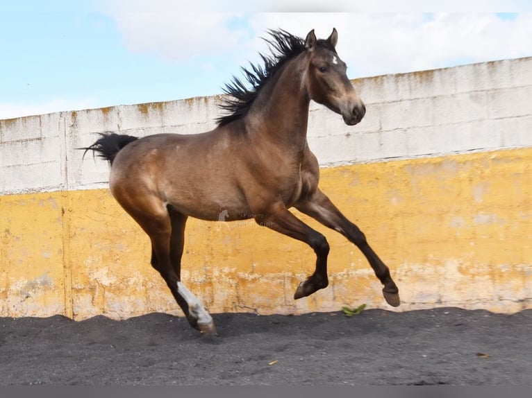PRE Hengst 2 Jahre 153 cm Falbe in Provinz Granada