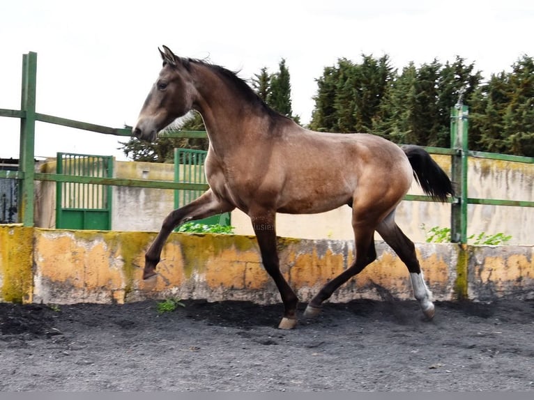 PRE Hengst 2 Jahre 153 cm Falbe in Provinz Granada