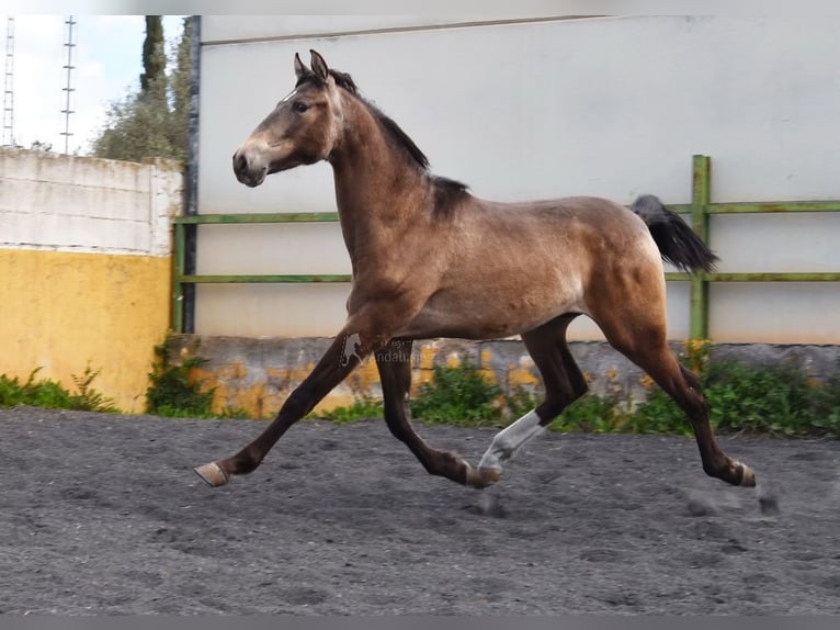PRE Hengst 2 Jahre 153 cm Falbe in Provinz Granada