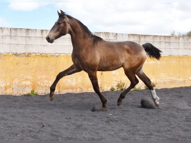 PRE Hengst 2 Jahre 153 cm Falbe in Provinz Granada