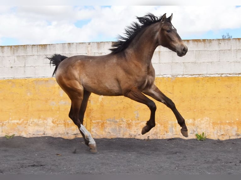 PRE Hengst 2 Jahre 153 cm Falbe in Provinz Granada