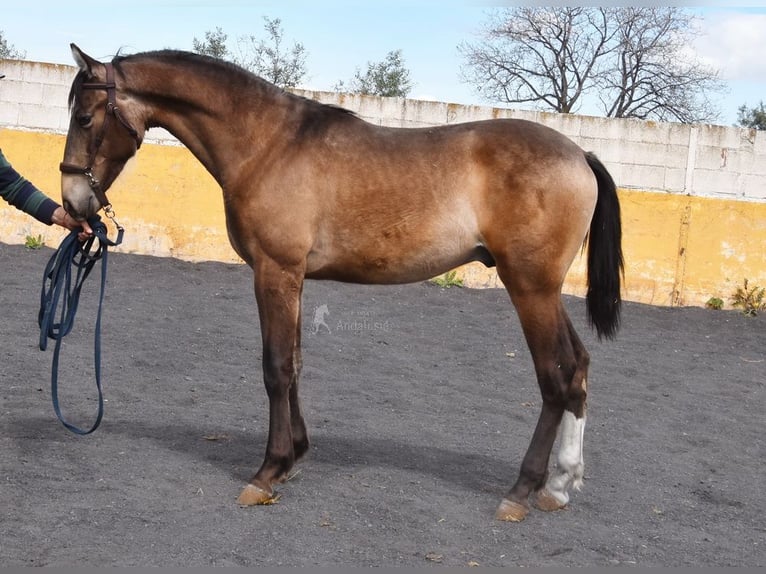 PRE Hengst 2 Jahre 153 cm Falbe in Provinz Granada